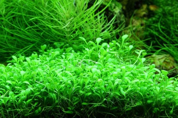 Glossostigma elatinoides/ Australisches Zungenblatt 1-2-Grow!